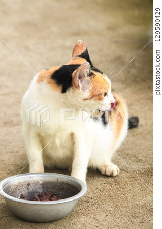 A calico cat is a domestic cat with tricolor fur bending down to eat food in a bowl. A calico cat is a domestic cat with tricolor fur bending down to eat food in a bowl. 129590429