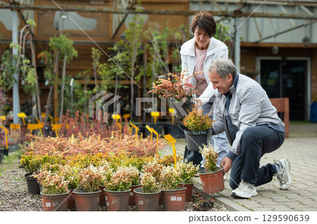 elderly man and woman buy young barberry plants in a plant store elderly man and woman buy young barberry plants in a plant store 129590639