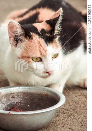 A calico cat is a domestic cat with tricolor fur bending down to eat food in a bowl. A calico cat is a domestic cat with tricolor fur bending down to eat food in a bowl. 129590651