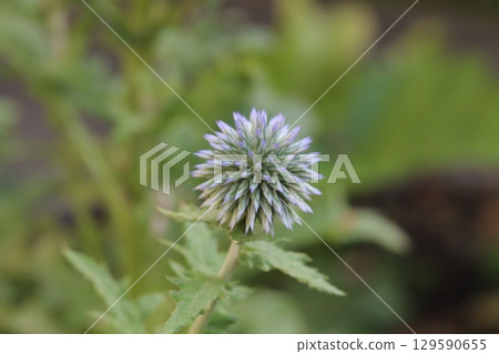 夏日花園裡盛開的藍薊紫色花朵 129590655