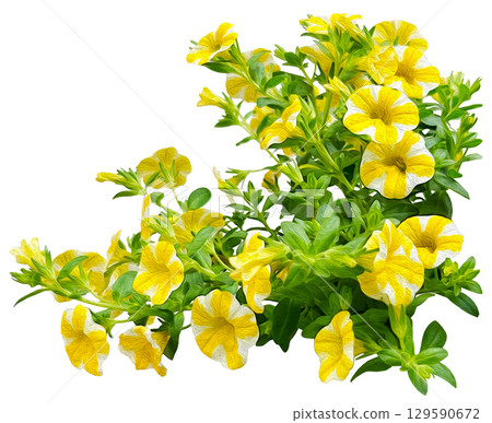 Oil painting style lemon slice flowers (white background) Oil painting style lemon slice flowers (white background) 129590672