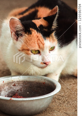 A calico cat is a domestic cat with tricolor fur bending down to eat food in a bowl. A calico cat is a domestic cat with tricolor fur bending down to eat food in a bowl. 129590704