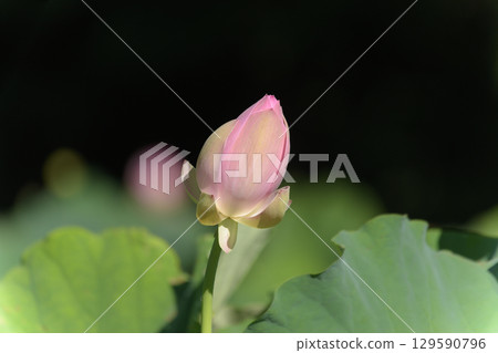 Lotus flower 129590796
