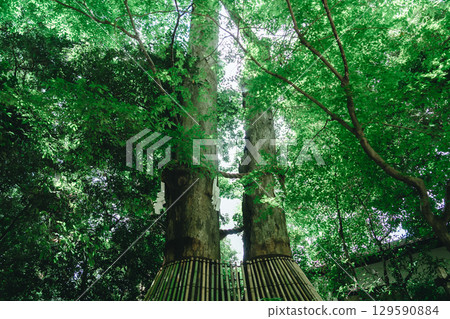 Shimogamo Shrine and Kamo River Shimogamo Shrine and Kamo River 129590884