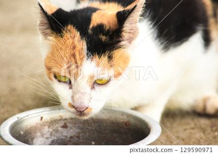 A calico cat is a domestic cat with tricolor fur bending down to eat food in a bowl. A calico cat is a domestic cat with tricolor fur bending down to eat food in a bowl. 129590971