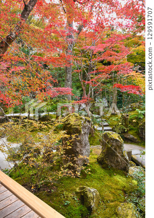 Beautiful autumn foliage at Hosen-in Temple, Horakuen (Sakyo Ward, Kyoto City, Kyoto Prefecture) Beautiful autumn foliage at Hosen-in Temple, Horakuen (Sakyo Ward, Kyoto City, Kyoto Prefecture) 129591707