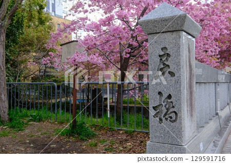 早春的一條桃橋 129591716