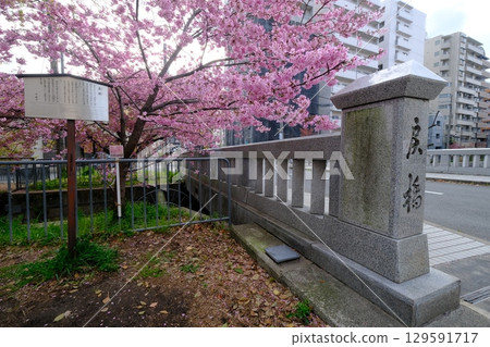 早春的一條桃橋 早春的一條桃橋 129591717