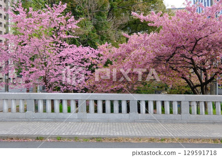 早春的一條桃橋 早春的一條桃橋 129591718