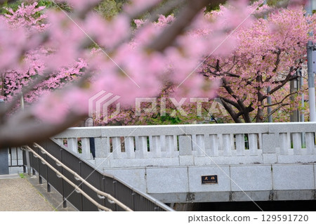 早春的一條桃橋 早春的一條桃橋 129591720