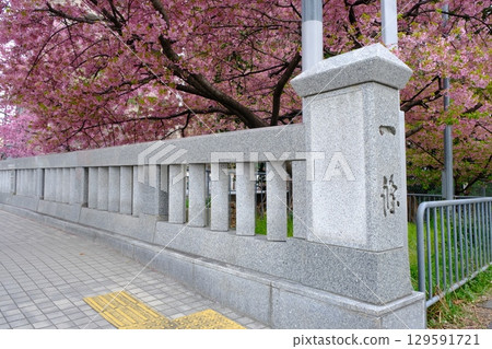 Ichijo Modoribashi Bridge in early spring 129591721