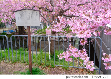 Ichijo Modoribashi Bridge in early spring 129591722