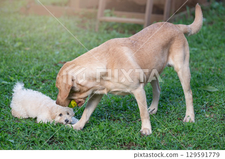 Playing with ball two dogs 129591779