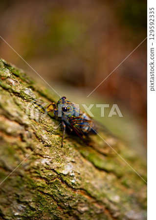 A cicada sits on a tree on hot summer day, closeup shot. Slow motion. Korea 129592335