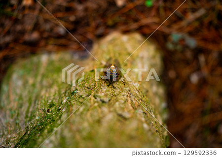 A cicada sits on a tree on hot summer day, closeup shot. Slow motion. Korea 129592336