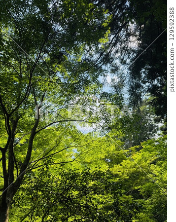 Kitabatake Shrine, Mie Prefecture, surrounded by fresh greenery Kitabatake Shrine, Mie Prefecture, surrounded by fresh greenery 129592388