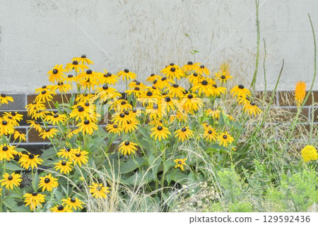 Rudbeckia is a garden plant with large yellow, orange, or red flowers with a dark circle in the middle. There are many different types of rudbeckia, including black-eyed Susans. Rudbeckia is a plant Rudbeckia is a garden plant with large yellow, orange, or red flowers with a dark circle in the middle. There are many different types of rudbeckia, including black-eyed Susans. Rudbeckia is a plant 129592436