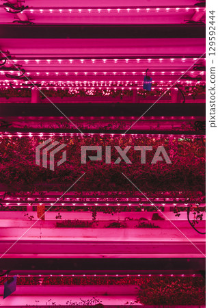 Agriculture greenhouse. Hydroponic growth technology farm garden. Innovation farming and sustainable cultivation concept. Agriculture greenhouse. Hydroponic growth technology farm garden. Innovation farming and sustainable cultivation concept. 129592444