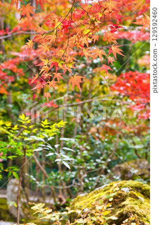 Beautiful autumn foliage at Hosen-in Temple, Horakuen (Sakyo Ward, Kyoto City, Kyoto Prefecture) 129592460