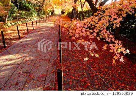 The approach to the Yakuimon Gate of Ao-Komyoji Temple in autumn The approach to the Yakuimon Gate of Ao-Komyoji Temple in autumn 129593029