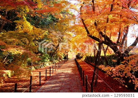秋天的阿房光明寺藥院門參道 秋天的阿房光明寺藥院門參道 129593031
