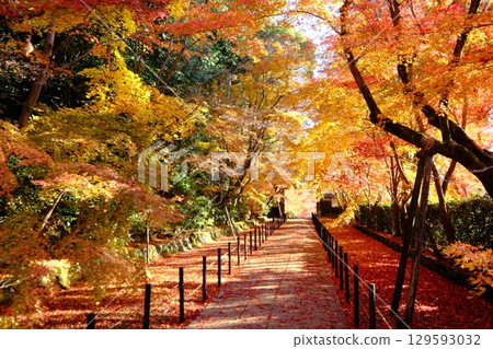 秋天的阿房光明寺藥院門參道 秋天的阿房光明寺藥院門參道 129593032