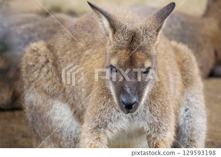 Close up The kangaroo is stay in garden 129593198