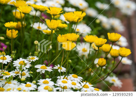 A flower bed of yellow marigolds and white daisies A flower bed of yellow marigolds and white daisies 129593293