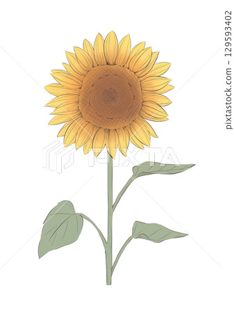 sunflower	 129593402