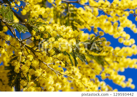 Golden Wattle Blossom in Victoria Australia 129593442
