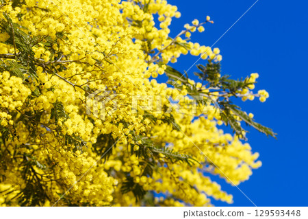 Golden Wattle Blossom in Victoria Australia Golden Wattle Blossom in Victoria Australia 129593448