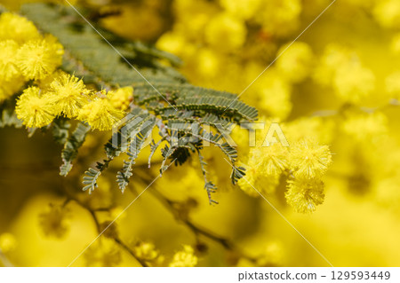 Golden Wattle Blossom in Victoria Australia Golden Wattle Blossom in Victoria Australia 129593449