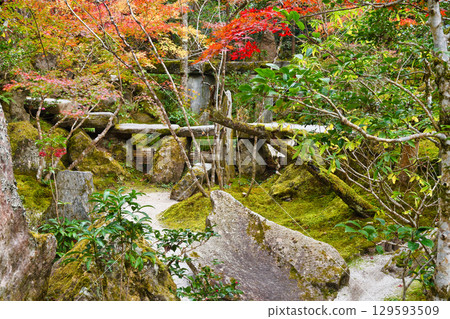 寶泉院、法樂園的美麗秋葉（京都府京都市左京區） 129593509