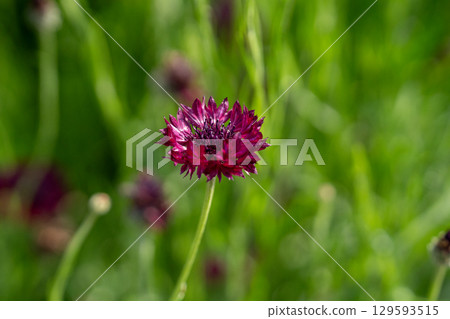 Cornflowers among the spring greenery Cornflowers among the spring greenery 129593515