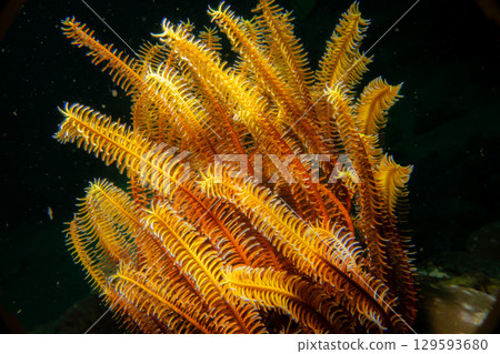 A bright orange Featherstar against a black ocean background. Picture from the Philippines 129593680