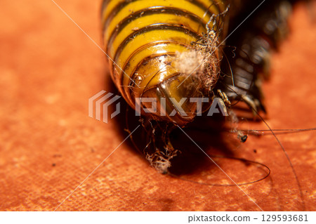 A yellow and black Spirostreptida on orange floor tiles. This is a long, cylindrical millipede A yellow and black Spirostreptida on orange floor tiles. This is a long, cylindrical millipede 129593681