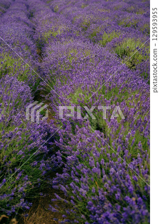 Rows of vibrant purple lavender stretch as far as eye can see. Creating breathtaking panorama of color and texture in vast agricultural field. Illustrating beauty and abundance of nature Rows of vibrant purple lavender stretch as far as eye can see. Creating breathtaking panorama of color and texture in vast agricultural field. Illustrating beauty and abundance of nature 129593955