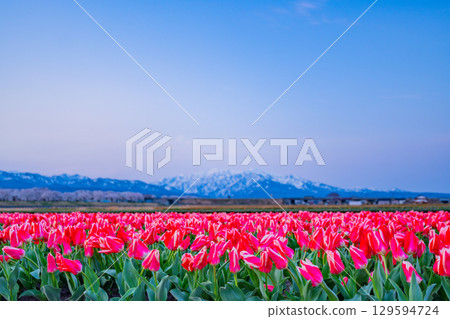 【富山縣】船川朝日《春之四重奏》 129594724