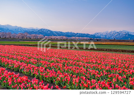 【富山縣】船川朝日《春之四重奏》 129594727