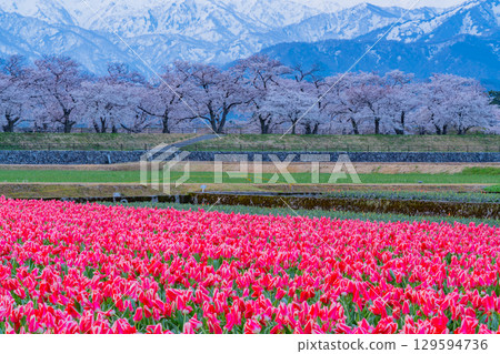 [Toyama Prefecture] Asahi Funakawa "Spring Quartet" 129594736