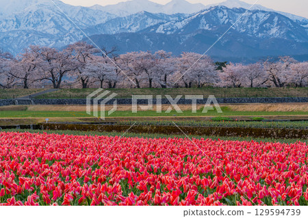 [Toyama Prefecture] Asahi Funakawa "Spring Quartet" 129594739
