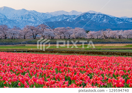 [Toyama Prefecture] Asahi Funakawa "Spring Quartet" 129594740