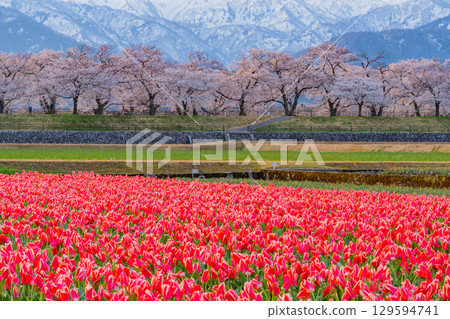 【富山縣】船川朝日《春之四重奏》 【富山縣】船川朝日《春之四重奏》 129594741