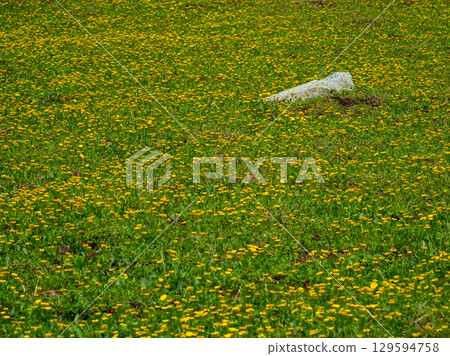 Yellow flowering mountain meadow 129594758