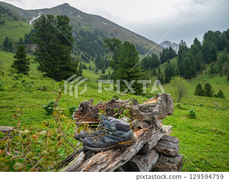 wet trekking boots are being dried on logs 129594759