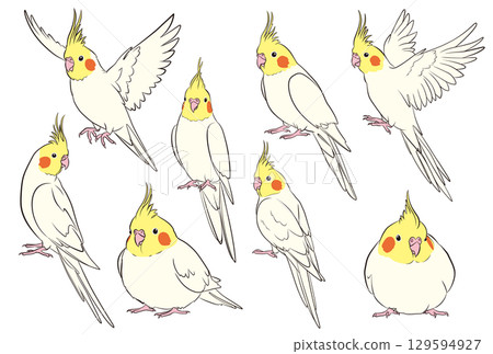 玄鳳鸚鵡插圖集（黃化） 129594927