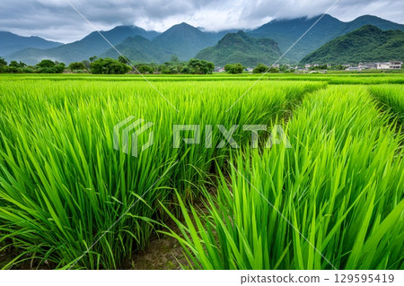 Lush green rice paddy field growing under cloudy sky with mountains in background 129595419