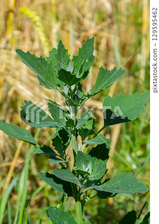 Chenopodium album, edible plant, common names include lamb's quarters, melde, goosefoot, white goosefoot, wild spinach, bathua and fat-hen 129595462