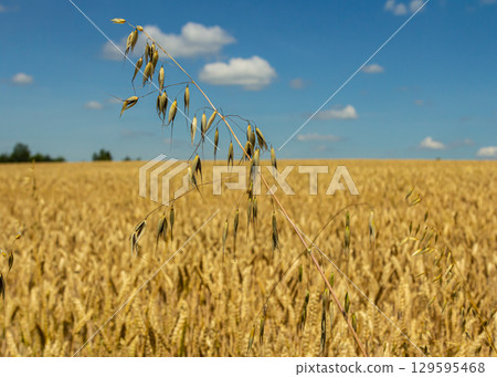 Fatua oatmeal. Stem, leaf and hanging ears of wild oats. Grasses Fatua oatmeal. Stem, leaf and hanging ears of wild oats. Grasses 129595468