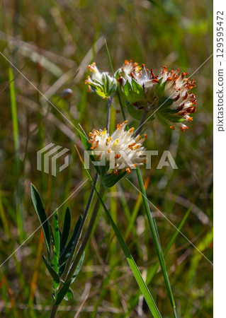 The common kidneyvetch, kidney vetch or woundwort Anthyllis vulneraria growing in a meadow and blooming with spherical flower head with yellow petals in summer 129595472